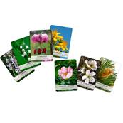 Cartes des Elixirs Floraux Deva - 96 Cartes