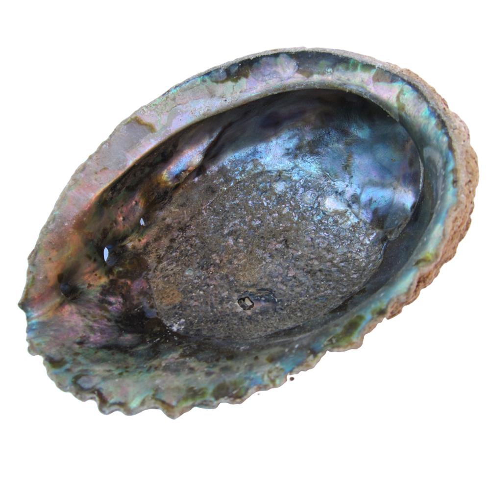 https://www.echoppedegaia-boutique-esoterique.fr/Files/99830/Img/17/coquille-abalone-coquille-ormeau-echoppedegaia-boutique-esoterique-zoom.jpg